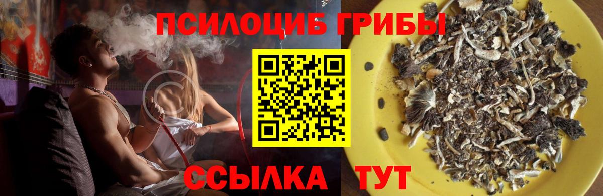 Псилоцибиновые грибы Cubensis  Галлюциногенные грибы прущие грибы  Луховицы  Вход с VPN 